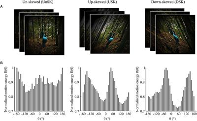 The Role of Bottom-Up and Top-Down Cortical Interactions in Adaptation to Natural Scene Statistics